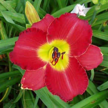 Photo of ADELAIDE STEFANAK